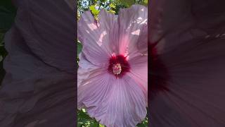 Stunning Hibiscus Blooms 🎶🌺 gardens flower plants hibiscus short [upl. by Aivil61]