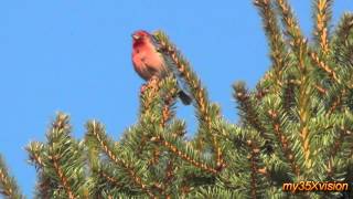 House Finch singing [upl. by Atinaujnas]