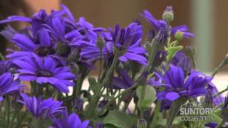 Looking for Blue Flowers Try Senetti Super Blue Pericallis [upl. by Tarton679]