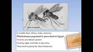 Flies Allied Flies or pseudo mosquito 1ST PART [upl. by Myer]