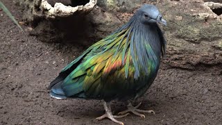 Nicobar Pigeons [upl. by Ahsin]