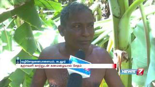 Hurricane at Cuddalore and surrounding areas damages banana cultivation  News7 Tamil [upl. by Kilroy]