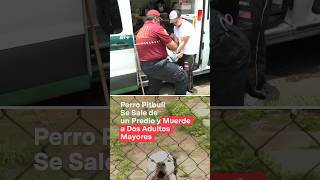 Perro de raza pitbull escapa y muerde a dos adultos mayores  N shorts [upl. by Ibrahim]