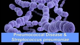 Pneumococcal Disease amp Streptococcus pneumoniae [upl. by Cynth972]