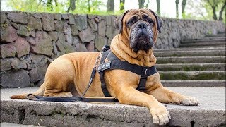 4 you  Funniest Bullmastiff Videos 2 [upl. by Monti]