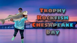 Trolling for Trophy Rockfish Chesapeake Bay  Catch Clean and Cook [upl. by Meletius390]