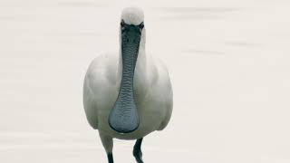 Blackfaced spoonbill eating fish in Shenzhen [upl. by Nytsirk679]