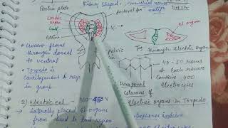 Electroreception in fishes fishzoologynotes zoologyalkaranigupta8791 [upl. by Aitak861]