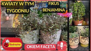 BIEDRONKA‼️KWIATY W TYM TYGODNIU💐PALMA KOKOSOWA KAKTUS EUPHORBIA LILIE ORIENTALNE I CIĘTE🪴 [upl. by Pavlov]