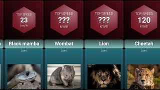 Animal Speed Comparison  Fastest Animal In The World [upl. by Hugibert]