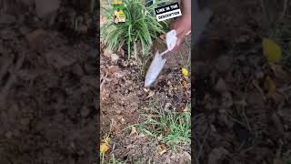 shorts How to Plant Monkey Grass  Lawn Care Tips for Beginners 2021  Caring for Lawn [upl. by Orsini187]