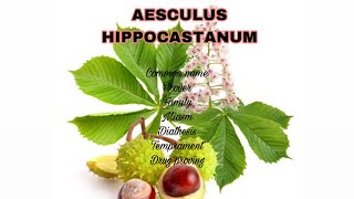 AESCULUS HIPPOCASTANUM [upl. by Hallett440]