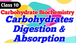 Carbohydrate Digestion  Absorption of carbohydrates  Lactose Intolerance Class 10 [upl. by Nilhsa922]