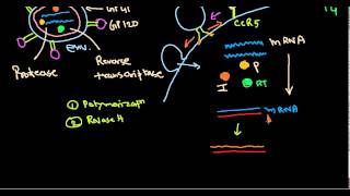 HIV Life Cycle Stages Steps Explained [upl. by Elesig]