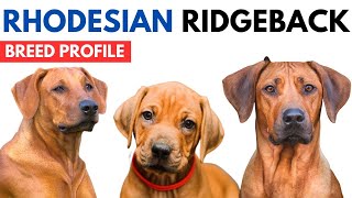 Rhodesian Ridgebacks Breed Profile History Price  Traits  Rhodesian Ridgebacks Dog Grooming Needs [upl. by Anitnoc]