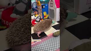 Cute baby hedgehog hedgehog babyhedgehog short [upl. by Jilleen]