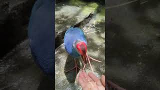 Feeding a 💜 swamphen birds cute beautiful [upl. by Ahsirtal]