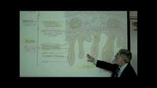 DIGESTIVE SYSTEM PART 4 INTESTINE amp DIGESTION by Professor Fink [upl. by Eniak870]