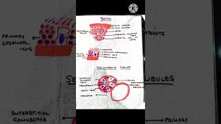 Testishistology medicalstudent trendingshorts shortsviral [upl. by Eupheemia]