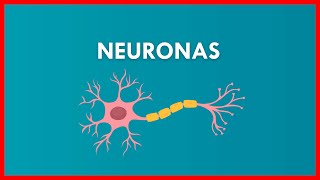 NEURONAS su ESTRUCTURA y FUNCIONAMIENTO  FACIL Y RAPIDO [upl. by Mehala890]