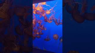 Jellyfish at the Monterey Bay Aquarium [upl. by Critta814]