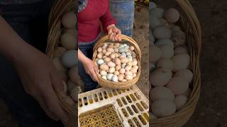 Harvest A Lot Chicken Eggs chicken animals chickeneggs chickenfarm poultryfarm wildlife viral [upl. by Lierbag]