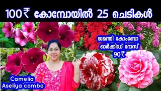 💢 ഒരു ലോഡ് Flowering plantsവന്നിട്ടുണ്ട്  ഓർക്കിഡ് റോസ് 90 രൂപ low cost plants Jasmins world [upl. by Consolata]