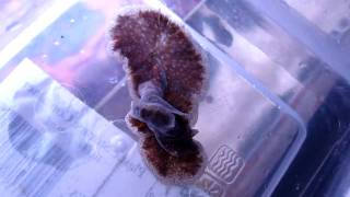 Giant Predatory Flatworm  Part 2 [upl. by Lonne]