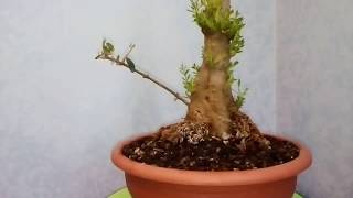 Risultato imbustamento olivastro prebonsai [upl. by Sgninnej]