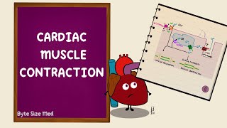 Cardiac Muscle Contraction  Excitation Contraction Coupling  Cardiac Physiology [upl. by Gilcrest226]