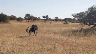 Tswalu Kalahari GR South Africa  Sable antelope 2017 Jul 04 [upl. by Ky]