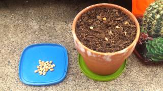 How to Grow a Cherry Tree from Seed Part 1 [upl. by Lew]