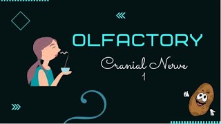 Cranial Nerve I  Olfactory Nerve  Easy Urdu Language [upl. by Avery]