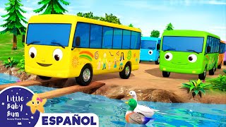 Diez Autobuses 2  Canciones Infantiles  Little Baby Bum Latino [upl. by Yatnohs]