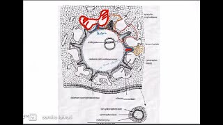 3 ème semaine du développement embryonnaire partie 02 [upl. by Aisha]