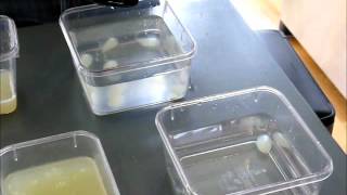 Reverse Spherification with Mojito Spheres  Part 2 [upl. by Morez]