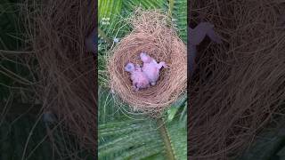 Parrot chicks🐥🐣 parrot budgies lovebirds wowbirds pets parakeet ytshorts shorts petlover [upl. by Atinna]