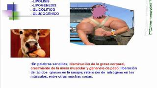 InocuidadClenbuterol2011 Intoxicacion por Clenbuterol [upl. by Fleeman]