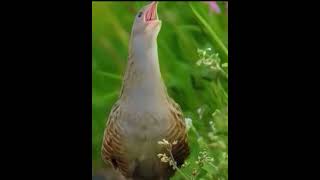 Corncrake bird voice ❤️ birds corncrakevoice birdsounds nature birdslover birdsongs [upl. by Ahsiryt]