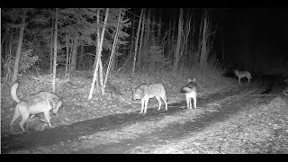 Violent Sasquatch Attack Trail Camera April 7th 2024 Be advised [upl. by Nofpets954]