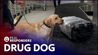 Drug Dog Sniffs Out Suspected Smugglers  Customs  Real Responders [upl. by Imogene908]