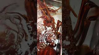 very fresh amp alive lobsters bisdakfoodstyle shortvedio [upl. by Donnelly733]