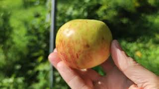 Äpfel im Garten im Herbst seltene Apfel Sorte Schmidberger Renette [upl. by Teresina]