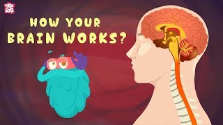 How Your Brain Works  The Dr Binocs Show  Best Learning Videos For Kids  Peekaboo Kidz [upl. by Lyrradal273]