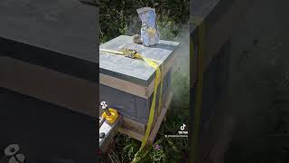 InstantVap in action Winter Prep nature animalhusbandry beekeeping beeslife bee honey [upl. by Daas]