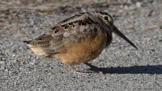 Funky American Woodcock [upl. by Monteria984]