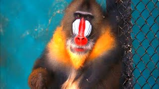 Mandrill monkey  Animal histrology [upl. by Jilleen252]