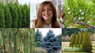 10 Evergreens Every Garden Should Have 🌲🌲🌲  Garden Answer [upl. by Hagerman141]