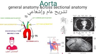 01 الاورطي  تشريح عام ومقطعي Great vessels [upl. by Noteloc]