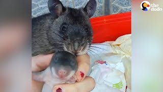 Rat Shows Off Her Baby To Human Mom  The Dodo [upl. by Mcgray681]